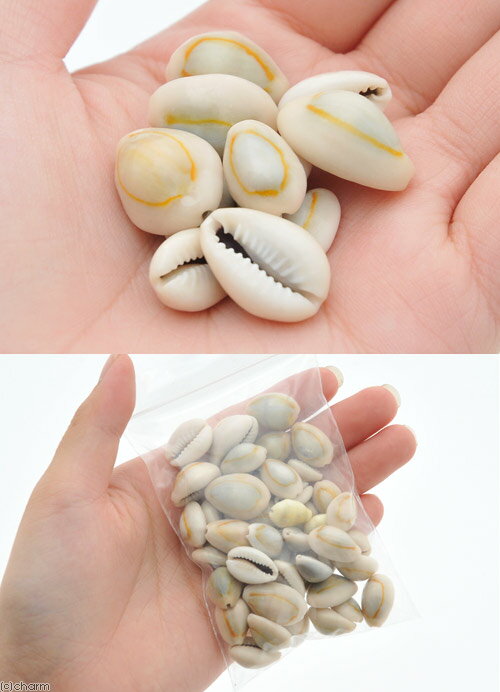 �����륳�쥯����󡡥ϥʥӥ饿���顡50g������