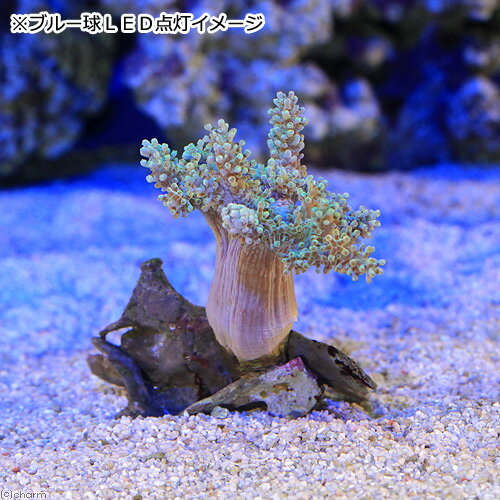 (サンゴ)沖縄産 カワラフサトサカ ライトグリ...の紹介画像2