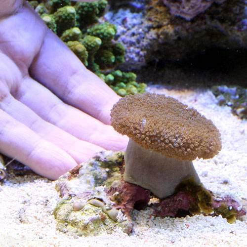 （サンゴ）沖縄産 ウミキノコ ショートポリプ （1個） y-66 北海道・九州航空便要保温