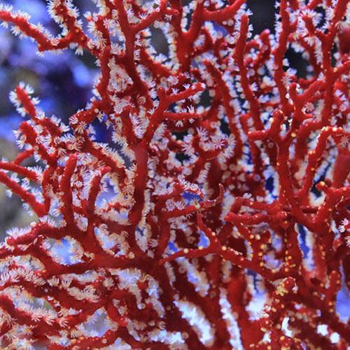 �ʥ��󥴡˥����Хʡ���åɡʷ������ޤ����ˡ�1�ġˡ��̳�ƻ���彣�Ҷ������ݲ�