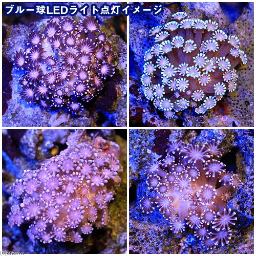 （サンゴ）アワサンゴ　ピンク（1個）　y−3　北海道・九州航空便要保温
