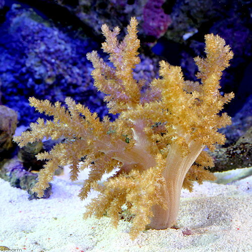 （サンゴ）沖縄産　スジチヂミトサカ　Mサイズ（1個）　北海道・九州航空便要保温