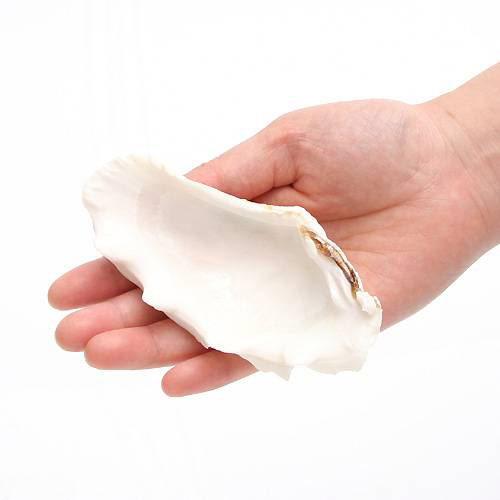 お送りする貝殻は、約9〜13cm程度となります。本来1対の2枚貝ですが、片側だけでの販売となります。本品は、ヒメジャコまたはシラナミガイなどとなり、種類はおまかせミックスとなります。形状、色合い、サイズの指定はできませんので予めご了承くださいませ。オカヤドカリのエサ入れに最適！シェルコレクション　シャコガイ　ミックス　MLサイズ（1枚）販売名シェルコレクション　シャコガイ　ミックス　MLサイズ学名（※）Tridacnacrocea，Tridacnamaxima，etc（※）…改良品種や学名が不明の種は流通名での記載の場合があります。内容量1枚（片側）サイズ（約）9〜13cm程度使用目的一つ一つの表情が違う、天然の貝ならではの自然な質感と趣を感じられる逸品です。水槽レイアウトのワンポイントにも最適。水槽内ではヒメジャコガイを置いて飼育するのにもちょうど良いです。豊かな表情がアクアリウムを楽しく彩ります。水槽の底に敷いた砂の上に置いたり、一部を見せたり、無造作に転がしたりとレイアウトをお楽しみいただけます。飾り棚などインテリアにもいかがでしょうか。商品について※お送りする貝殻は、約9〜13cm程度となります。※本来1対の2枚貝ですが、片側だけでの販売となります。※本品は、ヒメジャコまたはシラナミガイなどとなり、種類はおまかせミックスとなります。※形状、色合い、サイズの指定はできませんので予めご了承くださいませ。※大変割れやすい為、繊細ですのでお取り扱いには十分ご注意ください。※商品の性質上、先端などの多少の割れにつきましては予めご了承ください。※鋭い部分がございますので、水洗い等をする際は、ケガをなさらないよう十分に注意してお取扱いください。※当製品にて、体表を傷つける恐れのある生物の種類・個体にはご使用にならないことをおすすめいたします。検索用キーワードアクアリウム用品　_animal　_insect　◎　kaisui71　muryotassei_600_699　かざりサンゴ　ヤドカリ　餌皿　エサ入れ　水入れ　装飾　レイアウト　インテリア　オブジェ　海水　水槽用アクセサリ　ma_tekitou　_aqua　ヒメジャコ　シラナミガイ　ok_ydkr　int_kaigara　オカヤドカリ食器　オカヤドカリ　hwlist　YKR　hw1fszlist　pus2412leaf01　shellbp