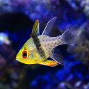 (海水魚)マンジュウイシモチ(1匹)