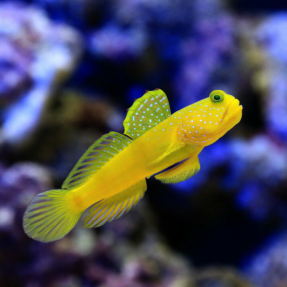 Rakuten - （海水魚）ギンガハゼ　イエロー（1匹）　北海道・九州航空便要保温