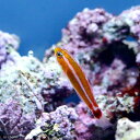 (海水魚)アオギハゼ(1匹)