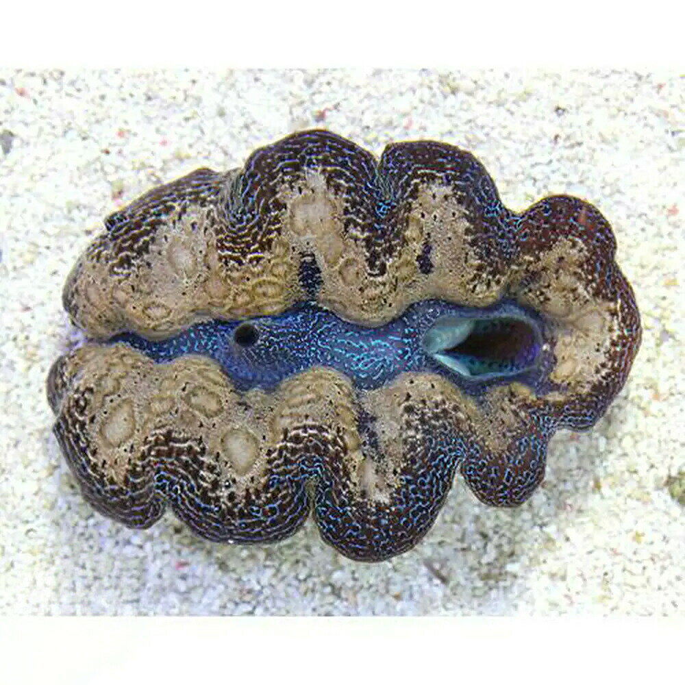 （サンゴ）ヒメシャコガイ　おまかせカラー　Lサイズ（1匹）　北海道・九州航空便要保温