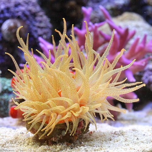 （サンゴ）ウチウラタコアシサンゴ　イエロー（1個）　y−9　海水魚　北海道・九州航空便要保温