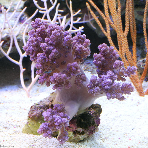 （サンゴ）沖縄産　スジチヂミトサカ　ライトパープル　Mサイズ（1個）　y−78　北海道・九州航空便要保温