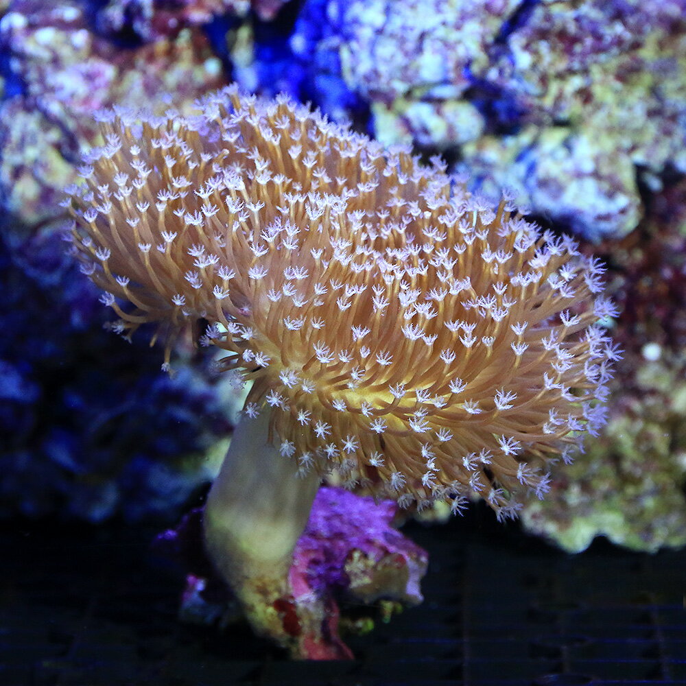 （サンゴ）沖縄産 ウミキノコ ロングポリプ Mサイズ（1個） y-67 北海道・九州航空便要保温