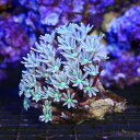 (サンゴ)沖縄産 ツツウミヅタ ナローポリプグリーン Sサイズ(1個) 北海道・九州航空便要保温(4)