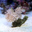 (サンゴ)沖縄産 ウミアザミ ホワイト Sサイズ(1個)