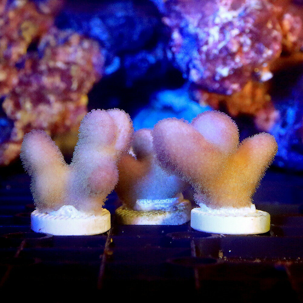 （サンゴ）ショウガサンゴ　ピンク　プラグ付き（1個）　y−29　北海道・九州航空便要保温