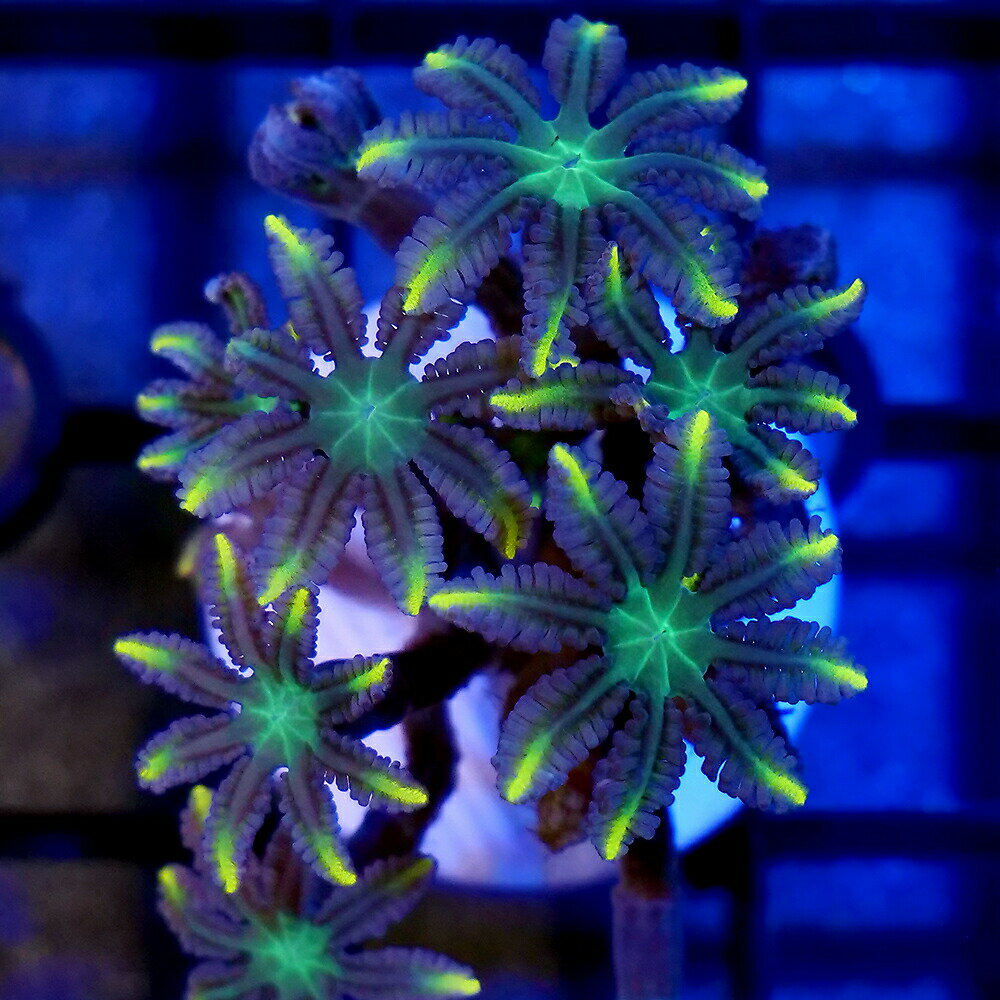 �ʥ��󥴡˥ĥĥ��ߥť������������饤�󡡥ץ饰�դ���1�ġˡ��̳�ƻ���彣�Ҷ������ݲ�