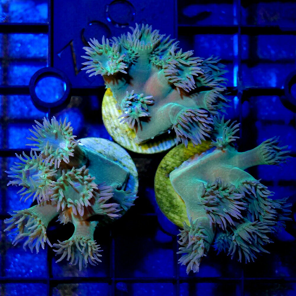 �ʥ��󥴡˥�������Х����󥴡��ץ饰�դ���1�ġˡ��̳�ƻ���彣�Ҷ������ݲ�