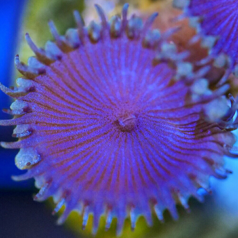 �ʥ��󥴡˥ޥ᥹�ʥ�����㥯���ѡ��ץ�ǥ����ץ饰�դ���1�ġˡ��̳�ƻ���彣�Ҷ������ݲ�