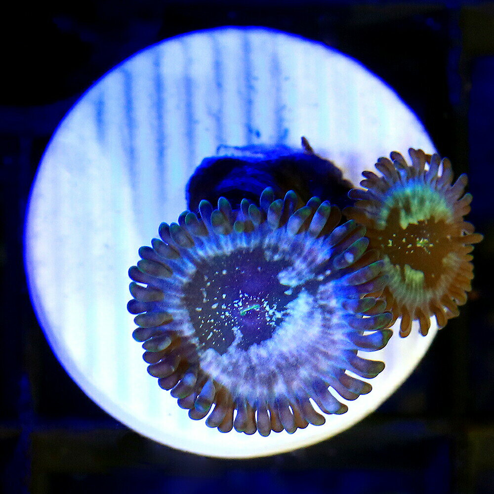 （サンゴ）マメスナギンチャク　ブルーアガベピープルイーター　プラグ付き（1個）　　北海道・九州航..