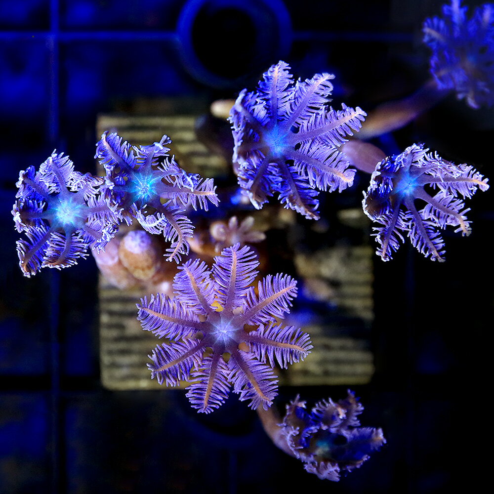 �ʥ��󥴡˥ĥĥ��ߥť�������󥸥饤�󡡥ץ饰�դ���1�ġˡ��̳�ƻ���彣�Ҷ������ݲ�