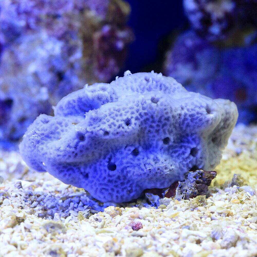 （サンゴ）沖縄産 ブルースポンジ（1個） y-98 北海道・九州航空便要保温