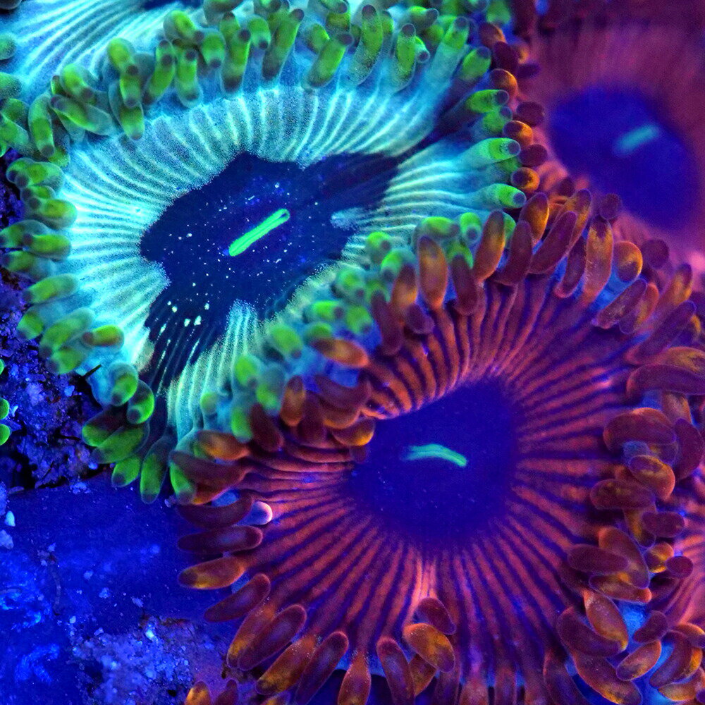 �ʥ��󥴡˥ե饰���󥴡����ޤ����ޥ᥹�ʥ�����㥯�դ��ޥ륳���å���S��������M�������ݥꥫ�ץ饰�դ���1�ġ�wh-79���̳�ƻ���彣�Ҷ������ݲ�