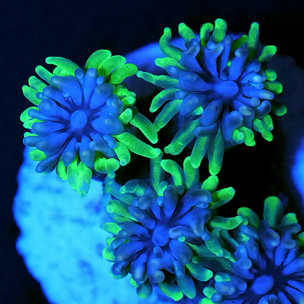 �ʥ��󥴡˥ե饰���󥴡��������ȥ�ꥢ���������ߥ��󥴡�M�������ݥꥫ�ץ饰�դ���1�ġ�wh��84���̳�ƻ���彣�Ҷ������ݲ�