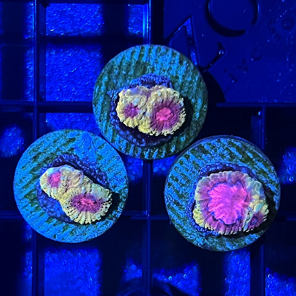 丈夫なLPS！ キクメイシsp． 販売名 キクメイシsp． 学名（※） Favia　sp． （※）…改良品種や学名が不明の種は流通名での記載の場合があります。 別名 — 分布 紀伊半島以南から西部太平洋 飼育要件 温度　　　　　　→　24〜...