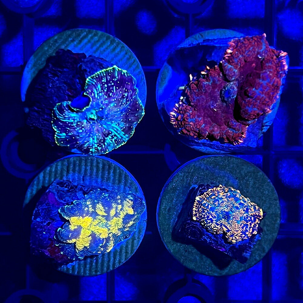 �ʥ��󥴡˥���ɥͥ��������ǥ�����������롡���ޤ������顼���ץ饰�դ���1�ġˡ��̳�ƻ���彣�Ҷ������ݲ�