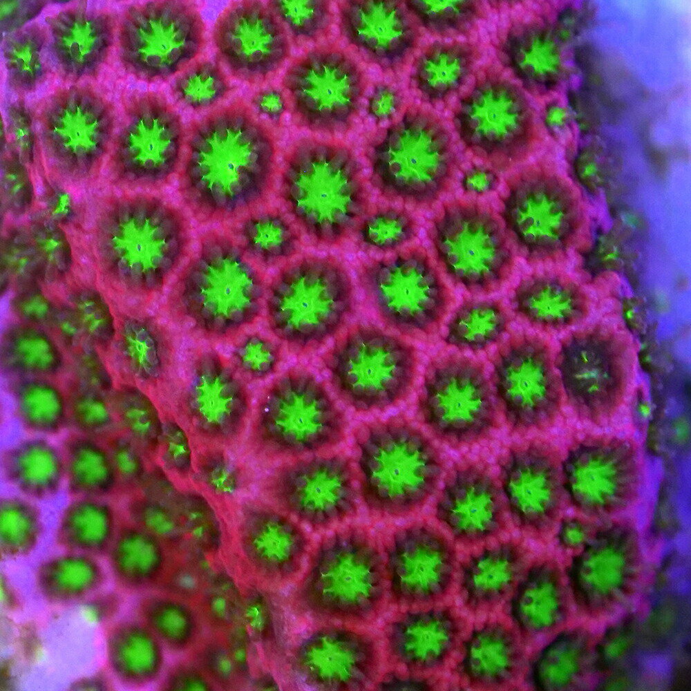 （サンゴ）フラグサンゴ　ムカシサンゴ　エレクトリックデイジー　ポリカプラグ付き（1個）yl-30　北海..