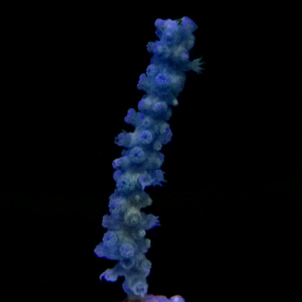 �ʥ��󥴡˥ե饰���󥴡��եȥ䥮���ݥ�ץ֥롼��M�������ݥꥫ�ץ饰�դ���1�ġ�yl��62���̳�ƻ�Ҷ������ݲ�