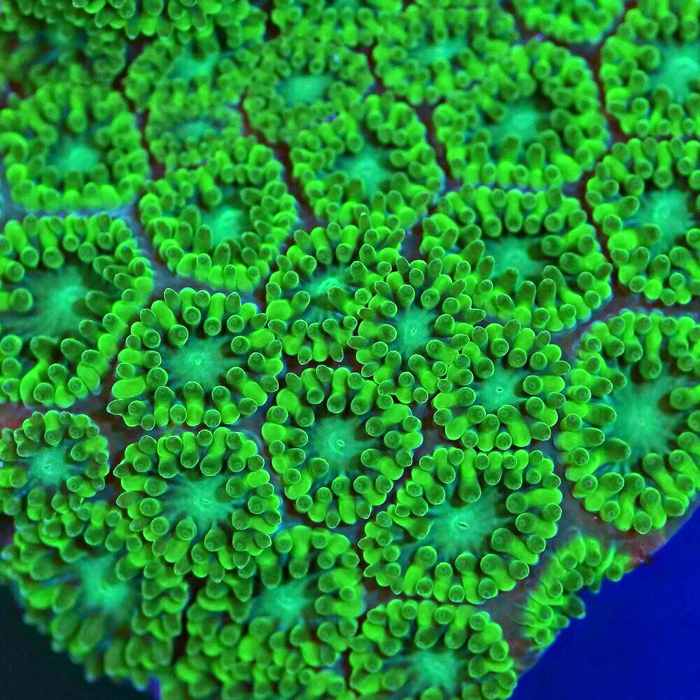 （サンゴ）フラグサンゴ トゲルリサンゴ グリーン Mサイズポリカプラグ付き（1個）yl‐73 北海道・九州航空便要保温