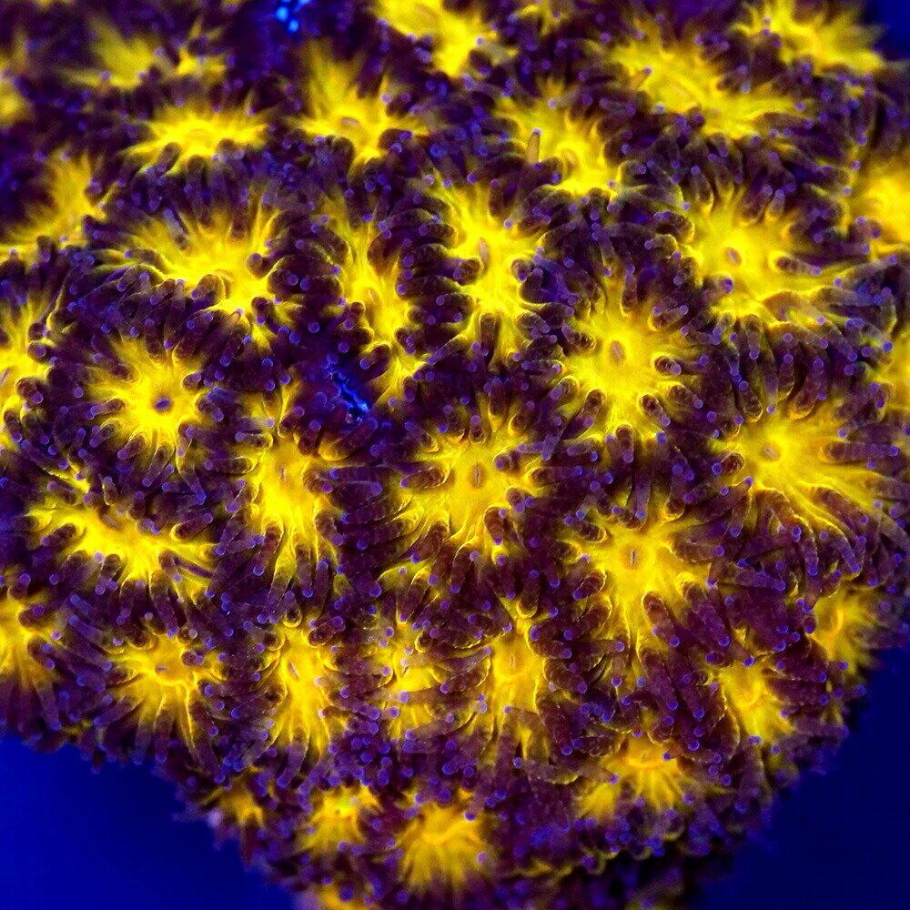 （サンゴ）フラグサンゴ トゲルリサンゴ オレンジ Mサイズポリカプラグ付き（1個）yl‐74 北海道・九州航空便要保温