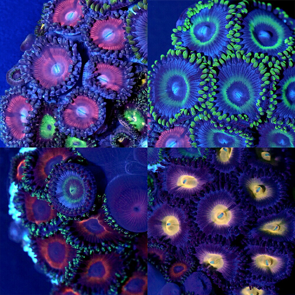 （サンゴ）おまかせマメスナギンチャク　Mサイズポリカプラグ付き（1個）　wh-35　北海道・九州航空便..