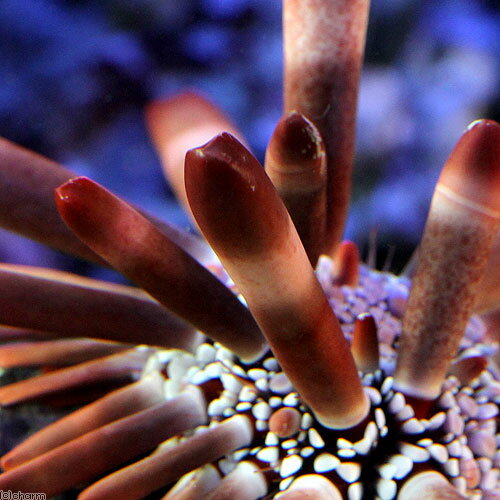 ���̡��ѥ��ץ��ˡ����ƥ��å��������������顼�ߥå�����30g��10��14�������