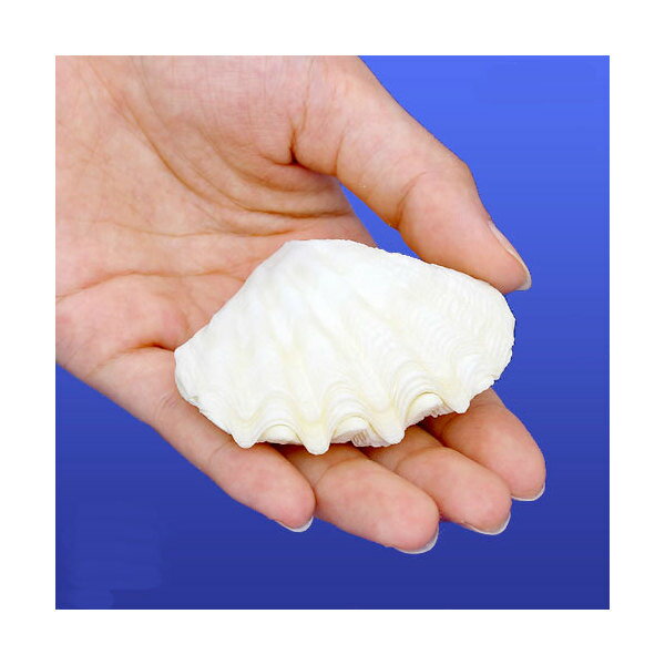 マリンテイストのおしゃれなインテリア！シェルコレクション　シャコガイ　ミックス　Mサイズ（1組）販売名シェルコレクション　シャコガイ　ミックス学名（※）Tridacna sp．（※）…改良品種や学名が不明の種は流通名での記載の場合があります。内容量1組接着されていないものとなります。本来の対とは多少異なる組み合わせとなる場合がございます。予めご了承ください。サイズ約5．5〜9．5cm程度使用目的一つ一つの表情が違う、天然の貝ならではの自然な質感と趣を感じられる逸品です。水槽レイアウトのワンポイントにも最適。水槽内ではシャコガイを置いて飼育するのにもちょうど良いです。豊かな表情がアクアリウムを楽しく彩ります。水槽の底に敷いた砂の上に置いたり、一部を見せたり、無造作に転がしたりとレイアウトをお楽しみいただけます。シャコガイランプの材料にもご使用いただけます。商品について※本来の対とは多少異なる組み合わせとなる場合がございます。予めご了承ください。※本品は、ヒメジャコまたはシラナミガイなどとなり、種類はおまかせミックスとなります。※形状、色合い、サイズの指定はできませんので予めご了承くださいませ。※大変割れやすい為、繊細ですのでお取り扱いには十分ご注意ください。※商品の性質上、先端などの多少の割れにつきましては予めご了承ください。※鋭い部分がございますので、水洗い等をする際は、ケガをなさらないよう十分に注意してお取扱いください。※当製品にて、体表を傷つける恐れのある生物の種類・個体にはご使用にならないことをおすすめいたします。※お送りする個体は約5．5〜9．5cm程度となります。検索用キーワードアクアリウム用品　_insect　_animal　◎　kaisui71　貝殻　かざりサンゴ　装飾　レイアウト　インテリア　オブジェ　海水　水槽用アクセサリ　貝殻902　_aqua　ok_ydkr　int_kaigara　オカヤドカリ食器　HIN　20150727　YKR　hwlist　opa2_yoko　hw1fszlist　pus2412leaf01　leaf02point03　pointrk03Leaf03　hermitcrabcollection　shellbp