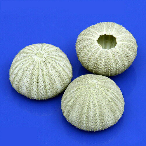 天然採取による貝の貝殻のため、形状・サイズ・色合いはまちまちとなります。こちらについては返品・交換の対象外となりますので予めご了承ください。カエルウオ、ハゼの隠れ家に！シェルコレクション　グリーンシーアーチン　1個　形状おまかせ内容量1個サイズ約3〜5cm程度となります。使用目的水中アクセサリー、小型魚の隠れ家などに最適です。 商品について※画像はイメージサンプルとなりますので画像と形状・サイズ・色合いが異なる場合がありますが、こちらについては返品・交換の対象外となりますのでご了承ください。※形状お任せの商品につきましては、サイズや個数の指定はお受けできません。また、天然採取による貝の貝殻のため、形状・サイズ・色合いはまちまちとなります。予めご了承ください。※本品は、洗浄後乾燥して保管しております。ご使用になる際は、軽く水道水（真水）で水洗いしてからお使いください。検索用キーワード_animal　_insect　_interior　◎　海水　水中　アクセサリー　アクアリウム　シェル　貝殻　ウニ　隠れ家　_aqua　int_kaigara　ok_ydkr　HIN　20151218　インテリア　hwlist　YKR　hw1fnslist　pus2408leaf02　pus2412leaf01　opa2_stop　leaf02point03　pointrk03Leaf03　shellpc