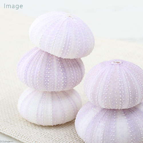 ���̡������륳�쥯����󡡥Х�����åȥ�����������1�ġ�������Ǥ��