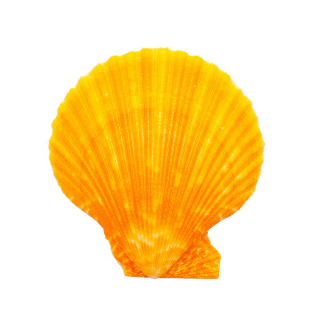 シェルコレクション　ヒオウギガイ　おまかせカラー　Lサイズ　片面タイプ　1個　形状おまかせ特徴赤、紫、茶色、黄色、オレンジなど鮮やかな色合いの二枚貝です。学名（※）Chlamys　nobilis（※）…改良品種や学名が不明の種は流通名での記載の場合があります。 内容量1枚サイズ約6〜8cm程度となります。使用目的水中アクセサリー、クラフト素材などに最適です。商品について※画像はイメージサンプルとなりますので画像と形状・サイズ・色合いが異なる場合がありますが、こちらについては返品・交換の対象外となりますのでご了承ください。※形状お任せの商品につきましては、サイズや個数の指定はお受けできません。また、天然採取による貝の貝殻のため、形状・サイズ・色合いはまちまちとなります。予めご了承ください。※本品は、洗浄後乾燥して保管しております。ご使用になる際は、軽く水道水（真水）で水洗いしてからお使いください。検索用キーワード_interior　◎　海水　水中　アクセサリー　アクアリウム　シェル　貝殻　二枚貝　ヤドカリ　_aqua　int_kaigara　ok_ydkr　KYS　20160529　ヒオウギガイ　レインボースキャロップ　kaisui74　hwlist　YKR　ヒオウギ貝　hw1fnslist　pus2412leaf01　shellbp