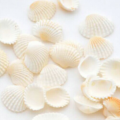 水中アクセサリーやインテリアに最適！アイボリーホワイトの可愛らしい貝です。水槽の底やガーデニングで土の上に敷きつめたり、インテリアとして飾ったり、小物をデコレートしたり・・・アイデア次第で使い方はいろいろ！ シェルコレクション　ハイガイ（特小）　100g 内容量 100g サイズ 殻長約1．3〜2cm程度となります。 商品について ※画像はイメージサンプルとなりますので画像と形状・サイズ・色合いが異なる場合がありますが、こちらについては返品・交換の対象外となりますのでご了承ください。※形状お任せの商品につきましては、サイズや個数の指定はお受けできません。また、天然採取による貝の貝殻のため、形状・サイズ・色合いはまちまちとなります。予めご了承ください。検索用キーワード◎　海水　kaisui74　_animal　_insect　_interior　ハイガイ　特小　100g　貝殻　インテリア・雑貨　アクア用品　水中アクセサリー　20131123　AMU　aqua　int_kaigara　ビーチシェル　YKR　hwlist　leaf2302thanksgiving　pus2402leaf01　shellpc