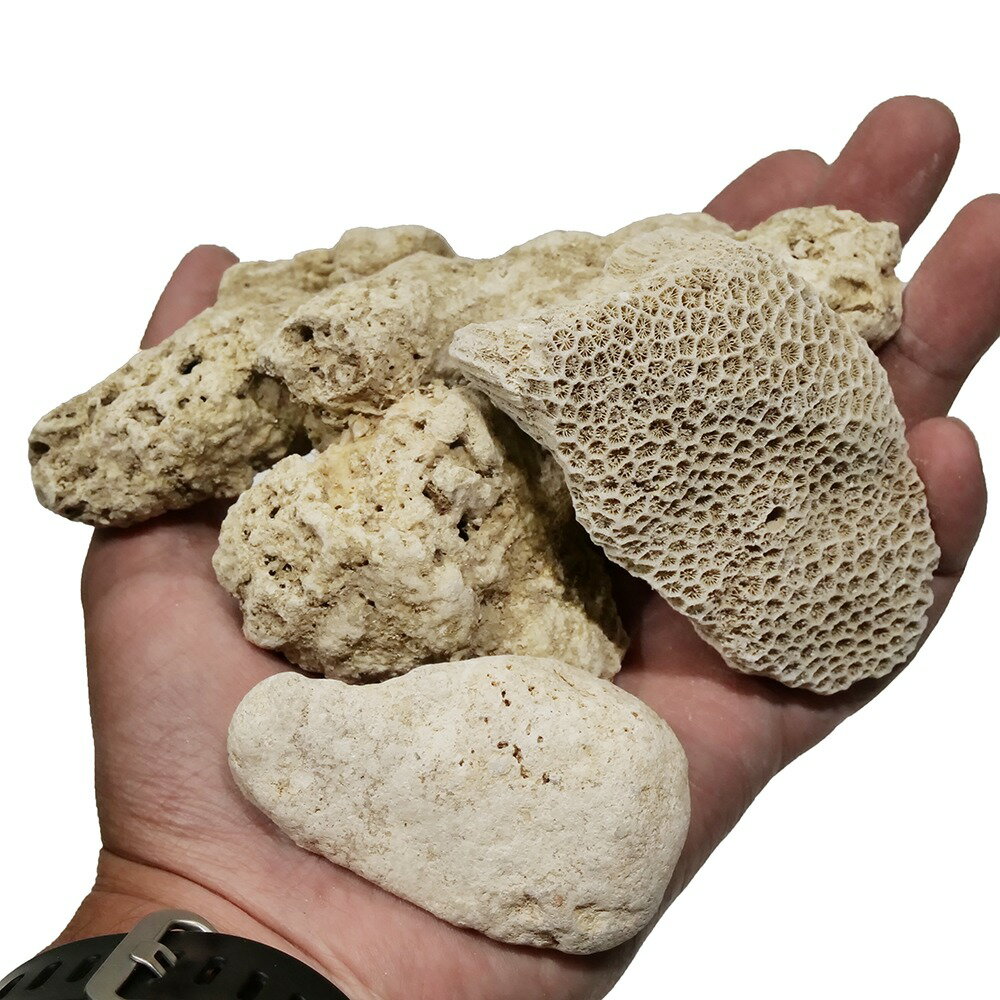 ��100��C��P��Farm��ŷ�����󥴺�����100��Natural��coral��sand��3L