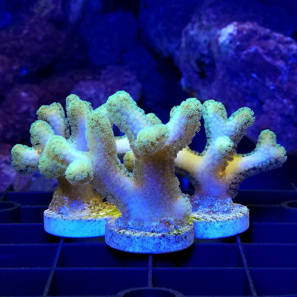 �ʥ��󥴡˥եȥȥ����󥴡��饤�ȥ��꡼�󡡥ץ饰�դ���1�ġˡ��̳�ƻ���彣�Ҷ������ݲ�