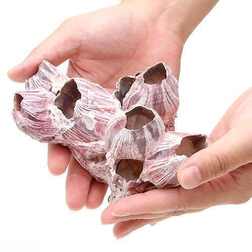 生き物が作り出した天然の造形美！ 貝殻　フジツボの殻　Mサイズ（1個）（形状おまかせ） 対象 海水 特長 フジツボは、横から見ると富士山のような山型を形成した石灰質の殻（周殻）を持つ、汽水域から海水域に分布する動物です。主に岩などに固着している生き物で、同種の個体同士が寄り添ってコロニーをつくり群生して棲息しています。そのフジツボの殻は、開口の直径が2〜4cmあり、ひとつひとつがツボ状になっていますので、小魚などの隠れ家として最適です。個別の部屋に小魚達が出たり入ったりしている様子は、まるで「魚のアパート」といえるでしょう。 また、うす紫の色合いと、自然が作り出した独特の形状からインテリアのオブジェとしてもおすすめです。海水魚・タコ・ミドリフグ・オカヤドカリなどの隠れ家として、またレイアウトに最適です。 数量 1個 サイズ（約） 全長（約）：110〜150mm ※天然素材のため、大きさにバラツキがあります。 ご注意 ※本品は、天然素材であり、もともと生き物でしたので、ひとつひとつの形状がことなります。 ※本品は、「形状おまかせ」となっております。色・形状・大きさなどについてのご指定は、お受けできません。予めご了承ください。 ※シリコンで接着したものが届く場合がございます。ご了承下さい。 ※上記の個体数やサイズはあくまで目安です。個々の形状などが異なります。 ※本品は、「形状おまかせ」となっております。色・形状・大きさなどについてのご指定は、お受けできません。予めご了承ください。 ※pHやKHを上昇させますので弱酸性で軟水の水質を好む生体・水草には適しません。 ※こちらは人工的に接着された物も含まれます。 ※商品画像に使われているライブサンドは、演出によるものです。本品には含まれておりません。 検索用キーワードアクアリウム用品　◎　アクア用品　海水　器具　貝殻　かざりサンゴ　装飾　レイアウト　インテリア　オブジェ　フジツボ　水槽用アクセサリ　シェルター　天然素材　hujitubo　20100723　OSH　movie_1047529　kaijyo　kaisui74　シェルコレクション　hwlist　opa2_delete　かくれが　隠れ家　ハウス　hw1fszlist　pus2301leaf06　leaf2505sns