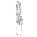 【お買得!!特価品セール】 C00161 プニラバ交換用イカスーツS UVクリア