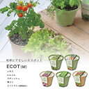 家庭菜園 GD-411 エコットM 5種類から選べます(※ミニトマトは12月～6月のみの販売です) 聖新陶芸
