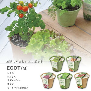 家庭菜園 GD-411 エコットM 5種類から選べます(※ミニトマトは12月〜6月のみの販売です) 聖新陶芸