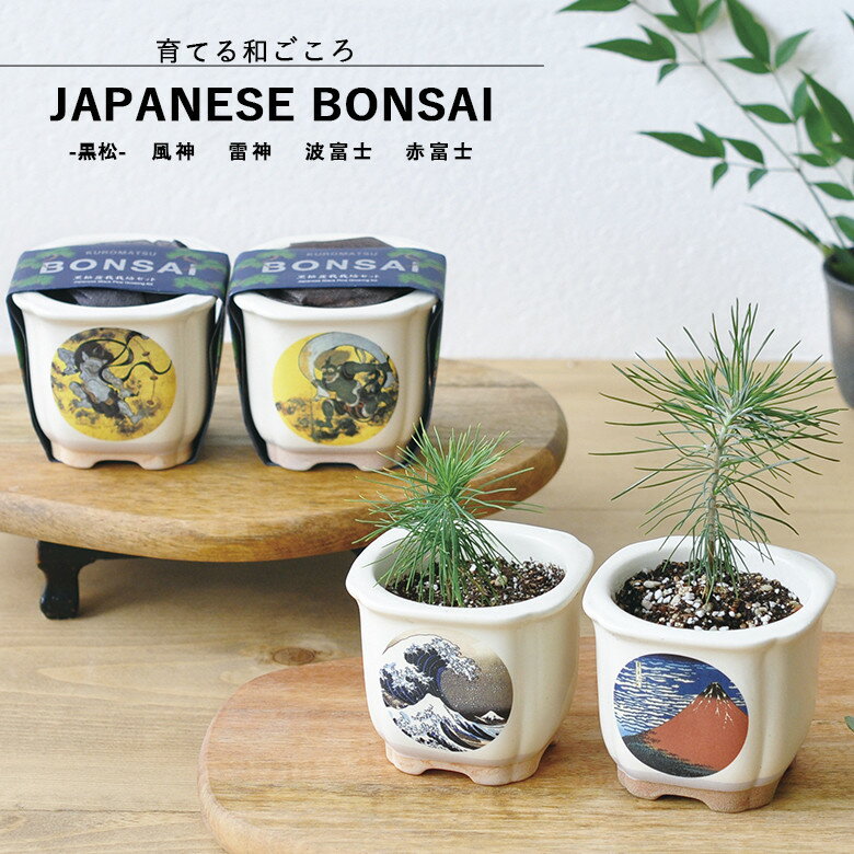 家庭庭園 GD-640 JAPANESE BONSAI 黒松 4種類から柄が選べます(風神 雷神 波富士 赤富士) 聖新陶芸