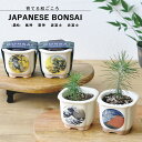 ƒ뉀 GD-640 JAPANESE BONSAI  4ނ畿Iׂ܂(_ _ gxm ԕxm) V|