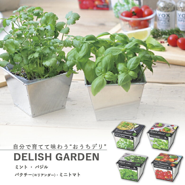 家庭菜園 GD-757 デリッシュガーデン 4種類から選べます(※ミニトマトは12月～6月のみの販売です) 聖新陶芸