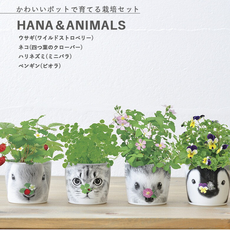 楽天市場】キティちゃん 陶器(花・ガーデン・DIY)の通販 楽天市場】キティちゃん 陶器(花・ガーデン・DIY)の通販