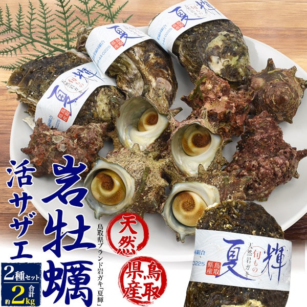 鳥取県 ブランド岩牡蠣「夏輝」と活サザエの詰め合わせ/BBQ バーベキュー!活サザエ 活さざえ つぼ焼き きも 貝 岩牡蠣 刺身 蒸し 焼き 魚介類 海鮮 蒸し牡蠣 カキフライ 誕生日 母 父の日 内祝 飲食 店舗 和食 割烹 料亭 ごはん 贅沢 ご褒美 大人 夏 海 川【送料無料】