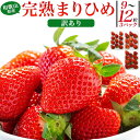 訳あり【まりひめ 苺 3パックセット】 苺 まりひめ いちご ご当地 お取り寄せフルーツ 果物 フー ...